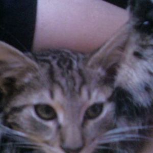 Meet your Posher, Lan